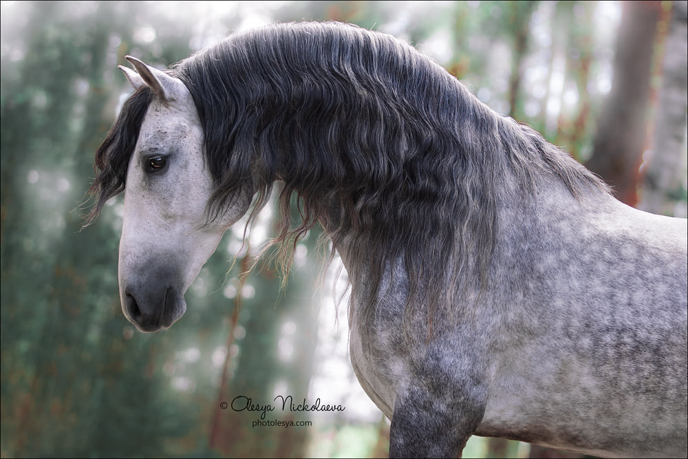 Andalusian stallion Tormento.jpg